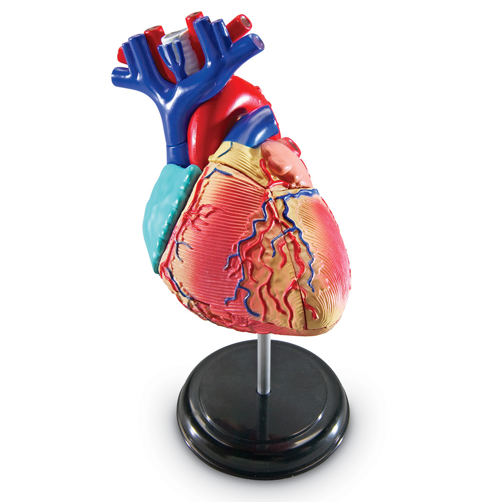 картинка Развивающая игрушка "Анатомия человека. Сердце" (29 элементов) Learning Resources, LER3334 от магазина ДетсадЯр