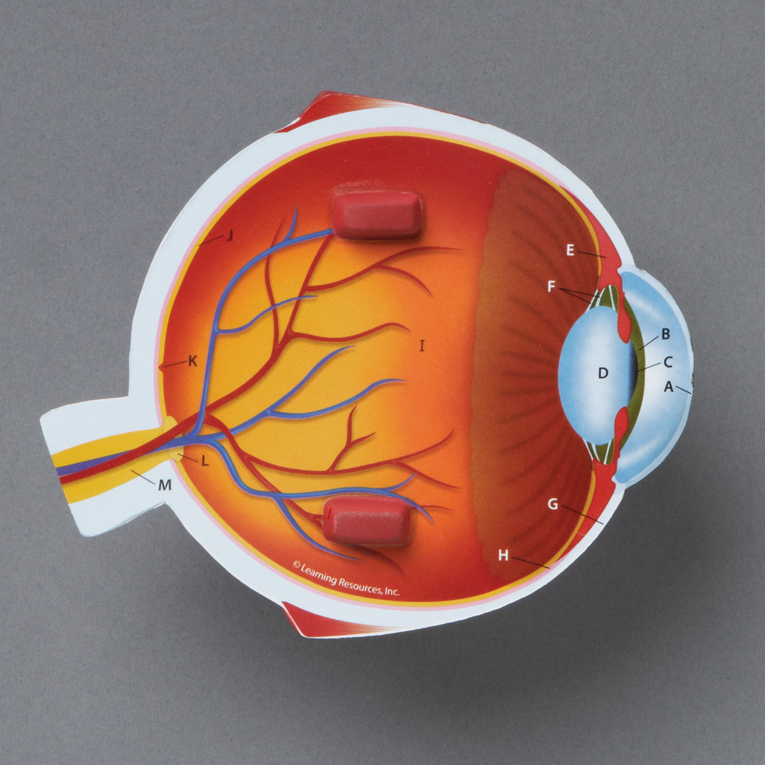 картинка Развивающая игрушка Глаз человека модель в разрезе (демонстрационный материал из мягкой пены, 14 см., 1 элемент ) Learning Resources, LER1907 от магазина ДетсадЯр