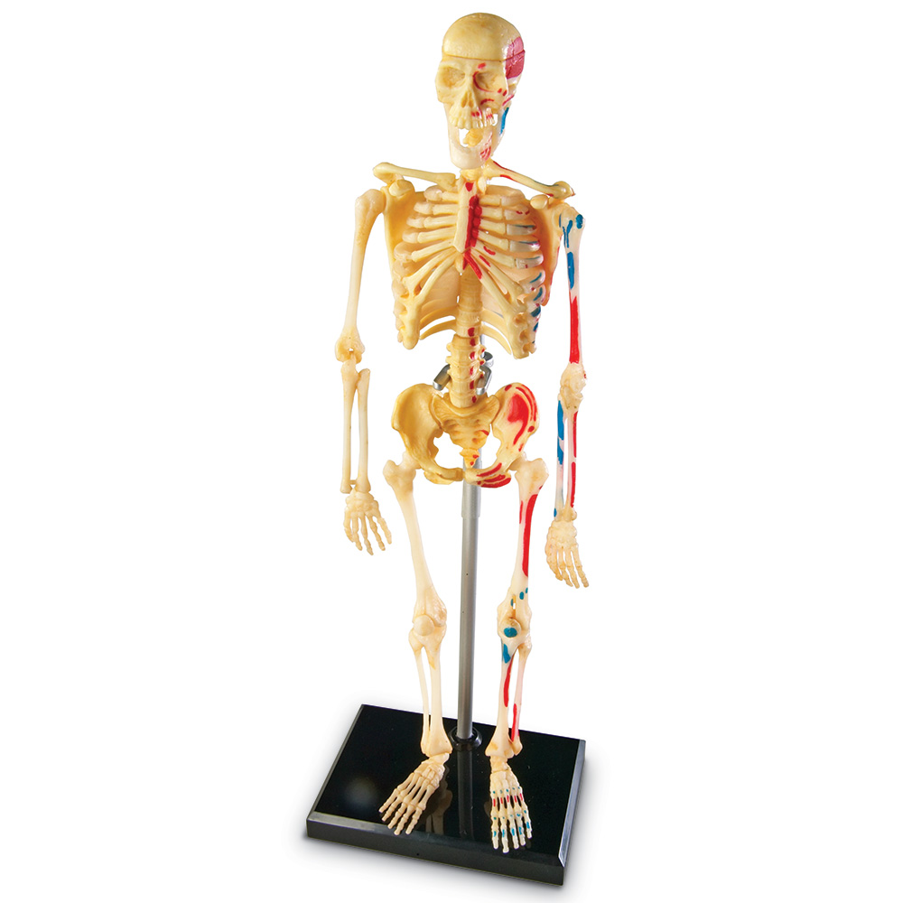картинка Развивающая игрушка Анатомия человека. Скелет (41 элемент) Learning Resources, LER3337 от магазина ДетсадЯр