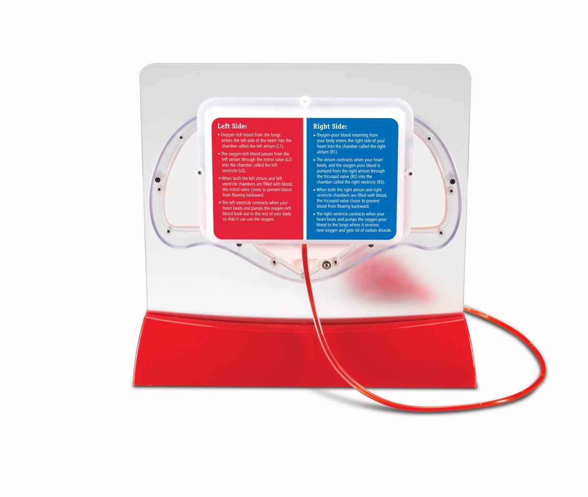 картинка Развивающая игрушка Кровеносная система человека (демонстрационный материал с ручным насосом) Learning Resources, LER3535  от магазина ДетсадЯр