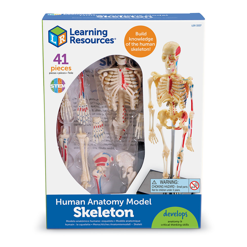 картинка Развивающая игрушка Анатомия человека. Скелет (41 элемент) Learning Resources, LER3337 от магазина ДетсадЯр