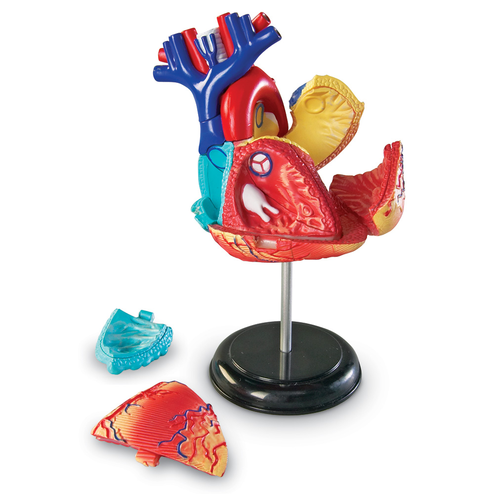 картинка Развивающая игрушка "Анатомия человека. Сердце" (29 элементов) Learning Resources, LER3334 от магазина ДетсадЯр