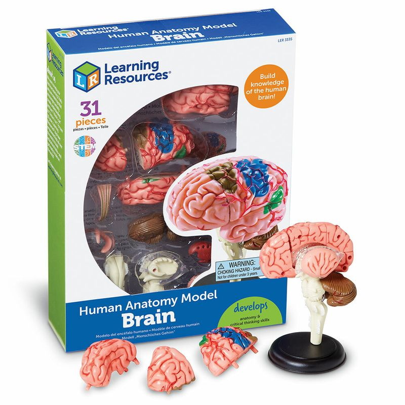 картинка Развивающая игрушка Анатомия человека. Мозг (31 элемент) Learning Resources, LER3335  от магазина ДетсадЯр