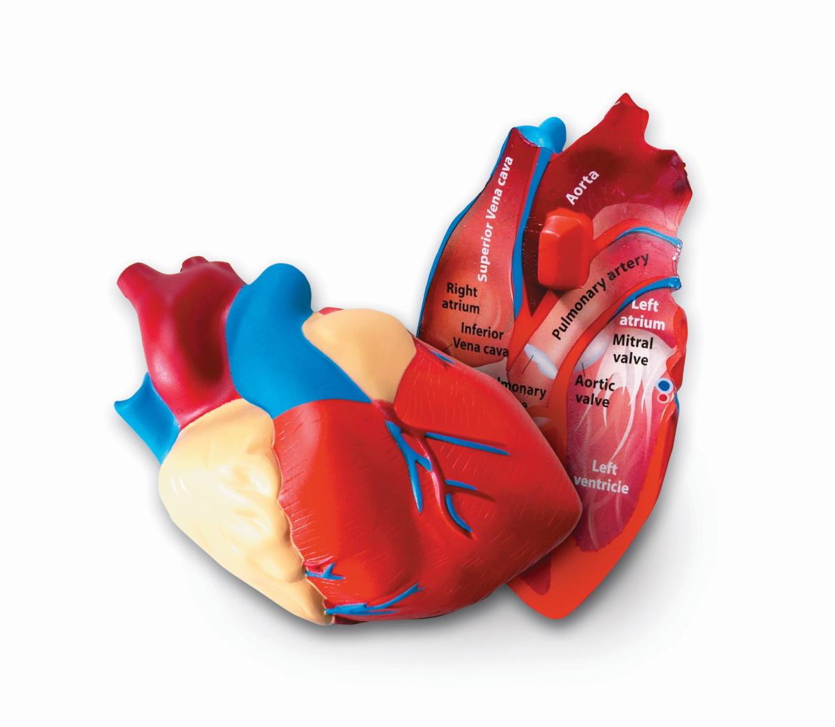 картинка Развивающая игрушка Сердце человека модель в разрезе (демонстрационный материал из мягкой пены, 12.5 см., 1 элемент) Learning Resources, LER1902 от магазина ДетсадЯр