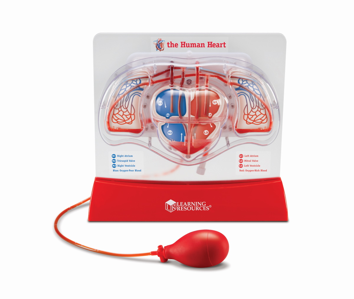 картинка Развивающая игрушка Кровеносная система человека (демонстрационный материал с ручным насосом) Learning Resources, LER3535  от магазина ДетсадЯр