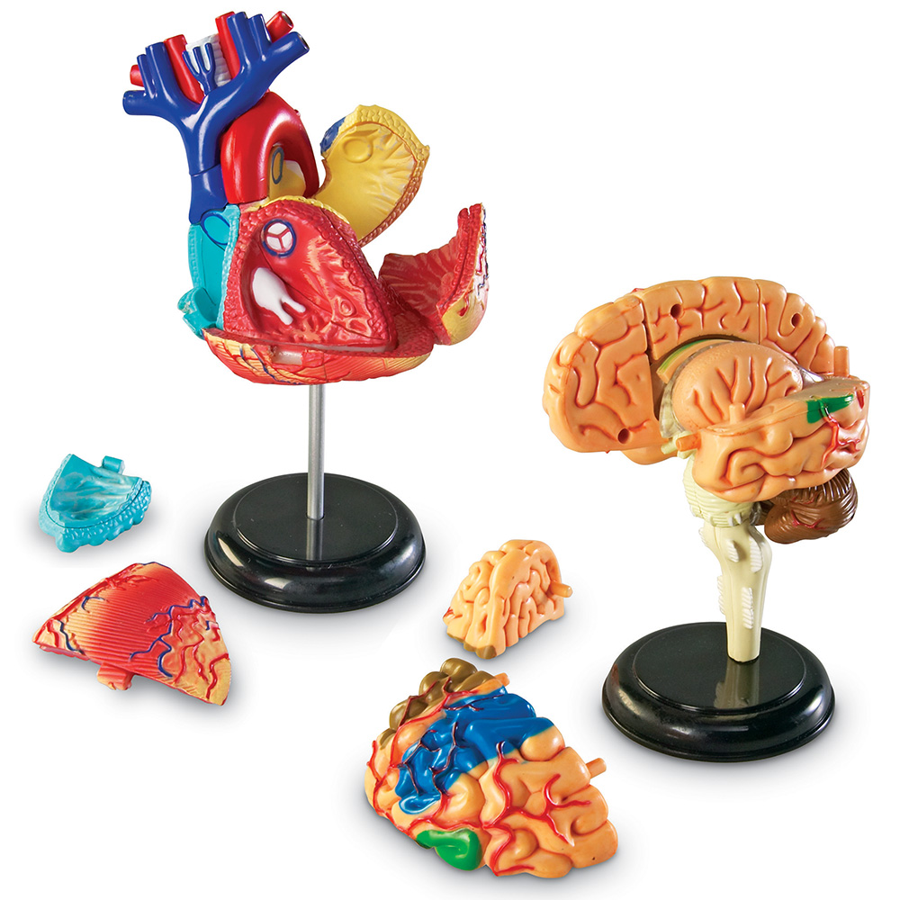 картинка Развивающая игрушка "Анатомия человека" (Мозг, Сердце, Тело, Скелет. 132 элемента) Learning Resources, LER3338 от магазина ДетсадЯр