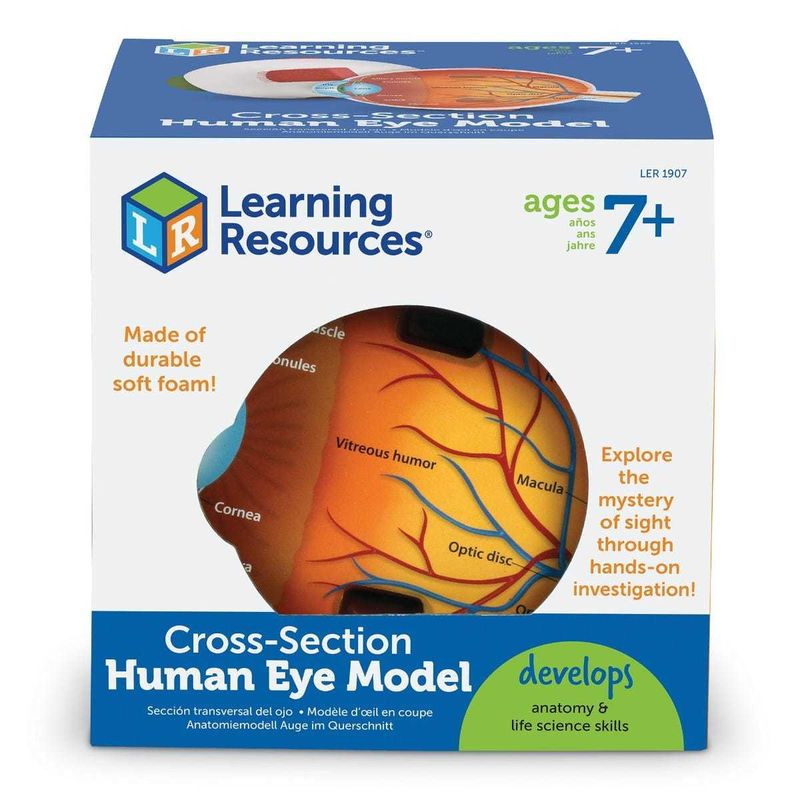 картинка Развивающая игрушка Глаз человека модель в разрезе (демонстрационный материал из мягкой пены, 14 см., 1 элемент ) Learning Resources, LER1907 от магазина ДетсадЯр