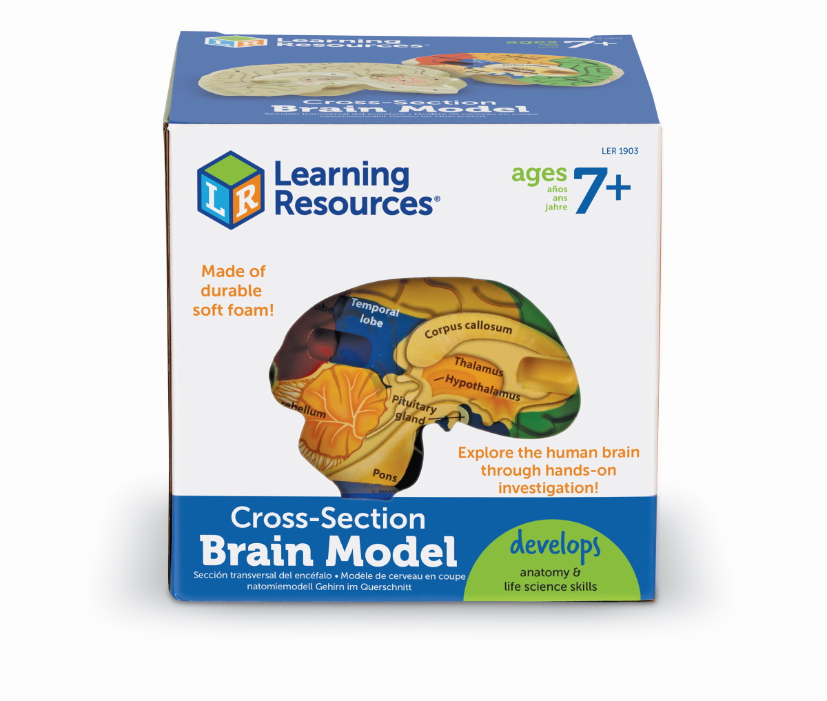 картинка Развивающая игрушка Мозг человека модель в разрезе (демонстрационный материал из мягкой пены, 12.5см., 1 элемент) Learning Resources, LER1903 от магазина ДетсадЯр