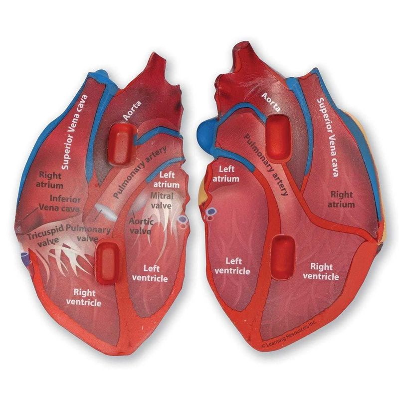 картинка Развивающая игрушка Сердце человека модель в разрезе (демонстрационный материал из мягкой пены, 12.5 см., 1 элемент) Learning Resources, LER1902 от магазина ДетсадЯр