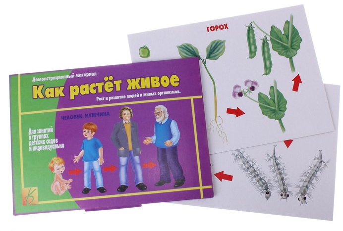 картинка Настольная игра "Как растет живое" Д-412, Весна-Дизайн от магазина ДетсадЯр
