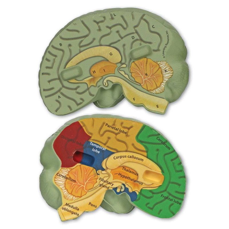 картинка Развивающая игрушка Мозг человека модель в разрезе (демонстрационный материал из мягкой пены, 12.5см., 1 элемент) Learning Resources, LER1903 от магазина ДетсадЯр